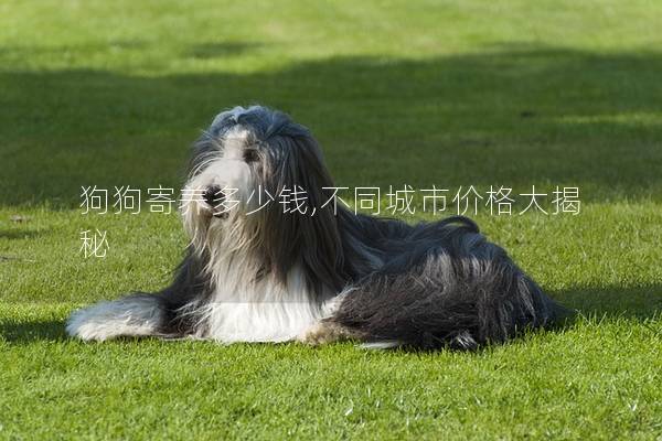 狗狗寄养多少钱,不同城市价格大揭秘