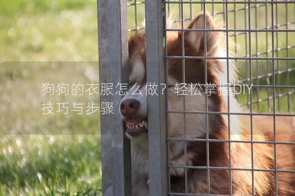 狗狗的衣服怎么做？轻松掌握DIY技巧与步骤