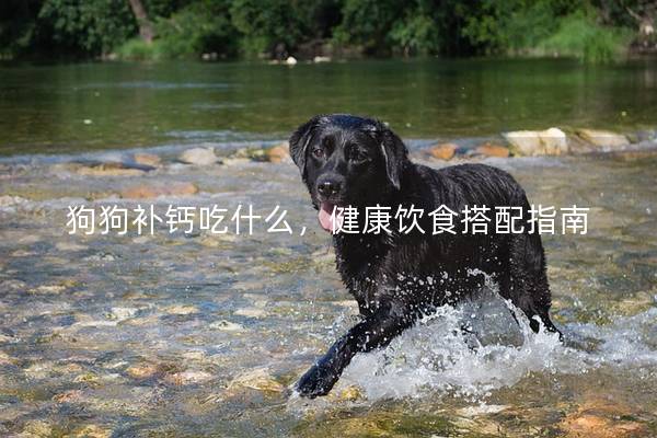 狗狗补钙吃什么，健康饮食搭配指南