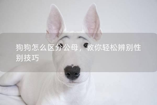 狗狗怎么区分公母，教你轻松辨别性别技巧