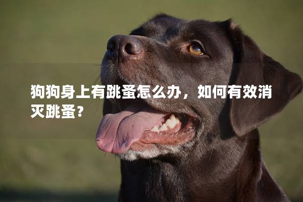 狗狗身上有跳蚤怎么办，如何有效消灭跳蚤？