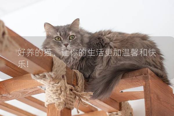 好养的猫，让你的生活更加温馨和快乐!