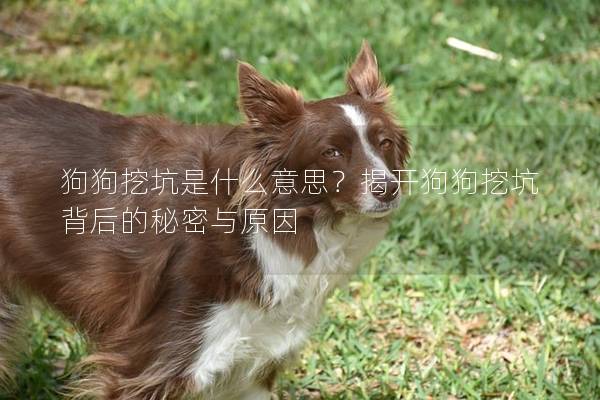 狗狗挖坑是什么意思？揭开狗狗挖坑背后的秘密与原因
