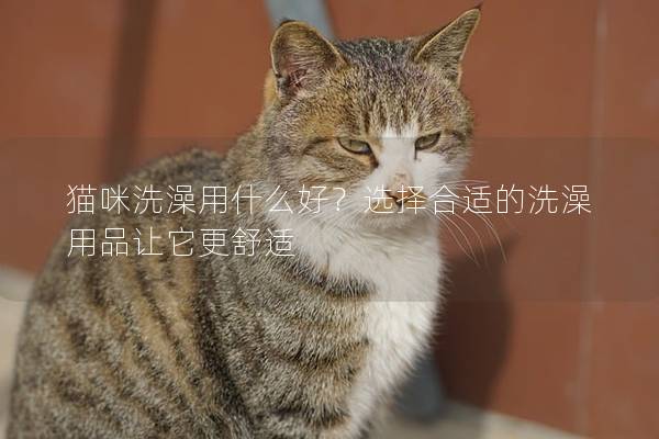 猫咪洗澡用什么好？选择合适的洗澡用品让它更舒适