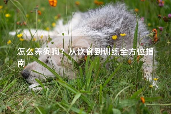 怎么养狗狗？从饮食到训练全方位指南