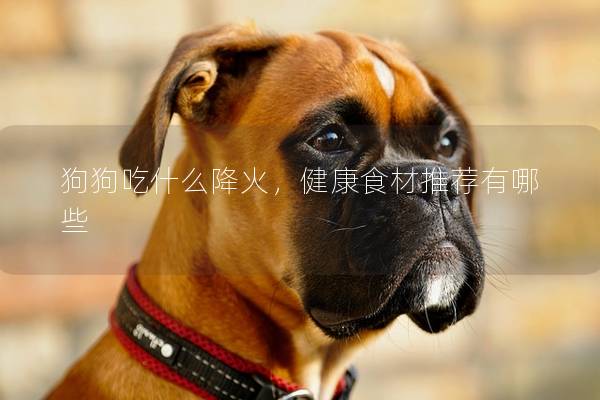 狗狗吃什么降火，健康食材推荐有哪些