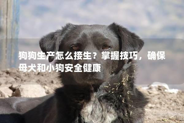 狗狗生产怎么接生？掌握技巧，确保母犬和小狗安全健康