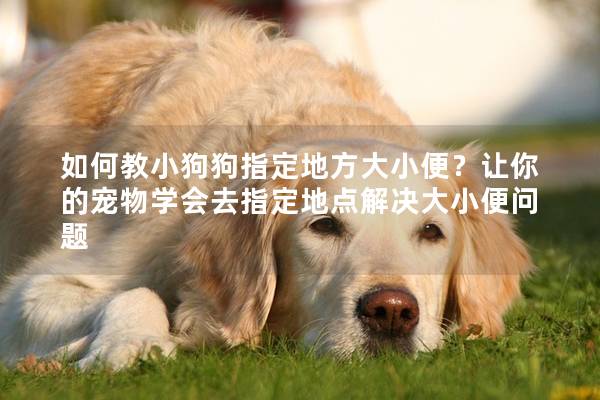 如何教小狗狗指定地方大小便？让你的宠物学会去指定地点解决大小便问题