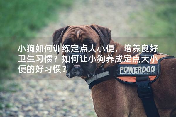 小狗如何训练定点大小便，培养良好卫生习惯？如何让小狗养成定点大小便的好习惯？