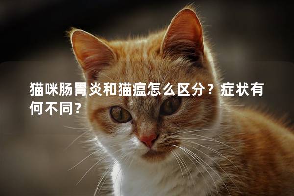 猫咪肠胃炎和猫瘟怎么区分？症状有何不同？