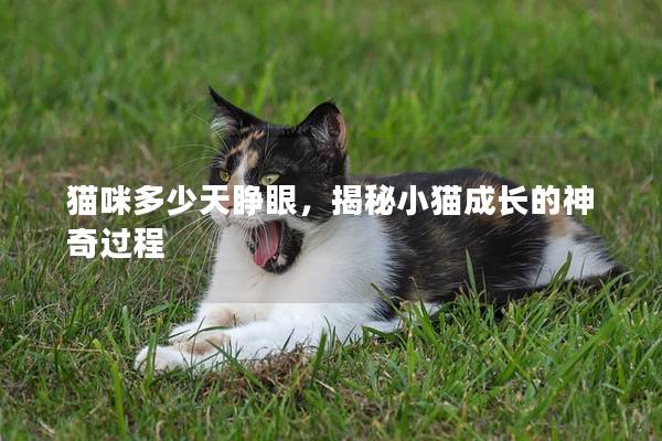 猫咪多少天睁眼，揭秘小猫成长的神奇过程