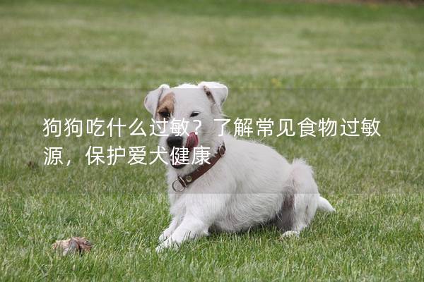狗狗吃什么过敏？了解常见食物过敏源，保护爱犬健康