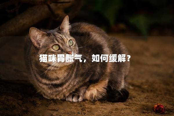 猫咪胃胀气，如何缓解？