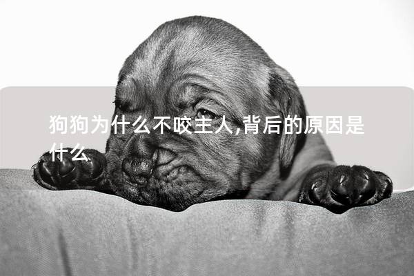 狗狗为什么不咬主人,背后的原因是什么