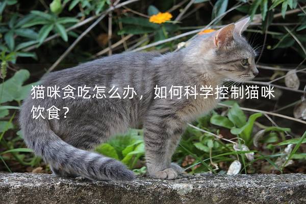 猫咪贪吃怎么办，如何科学控制猫咪饮食？