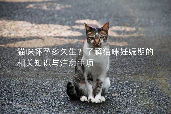 猫咪怀孕多久生？了解猫咪妊娠期的相关知识与注意事项
