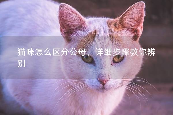 猫咪怎么区分公母，详细步骤教你辨别