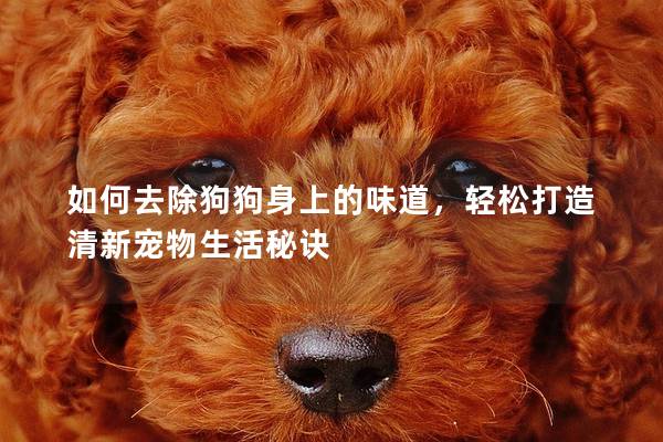 如何去除狗狗身上的味道，轻松打造清新宠物生活秘诀