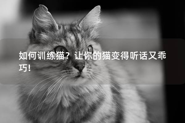 如何训练猫？让你的猫变得听话又乖巧!