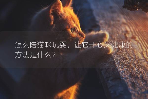 怎么陪猫咪玩耍，让它开心又健康的方法是什么？