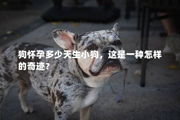 狗怀孕多少天生小狗，这是一种怎样的奇迹？