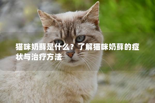 猫咪奶藓是什么？了解猫咪奶藓的症状与治疗方法