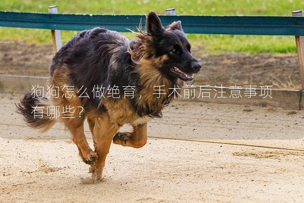 狗狗怎么做绝育，手术前后注意事项有哪些？