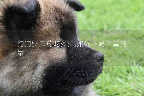 狗狗驱虫药吃多少,如何正确计算剂量
