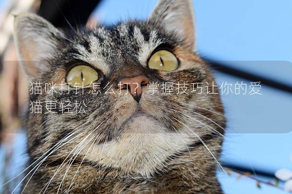 猫咪打针怎么打？掌握技巧让你的爱猫更轻松