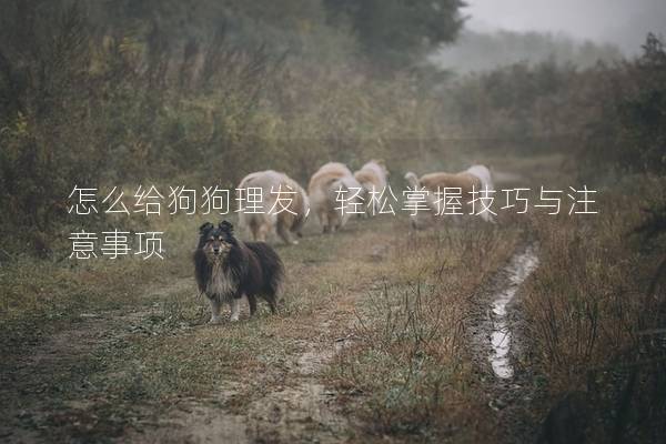 怎么给狗狗理发，轻松掌握技巧与注意事项
