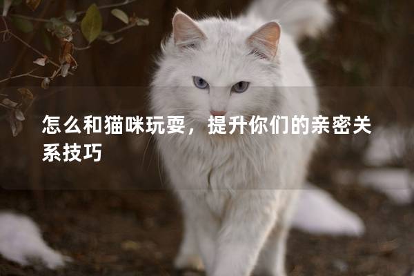 怎么和猫咪玩耍，提升你们的亲密关系技巧