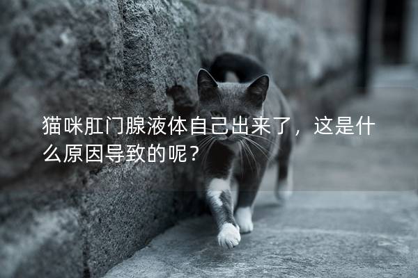 猫咪肛门腺液体自己出来了，这是什么原因导致的呢？