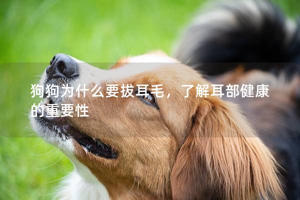 狗狗为什么要拔耳毛，了解耳部健康的重要性