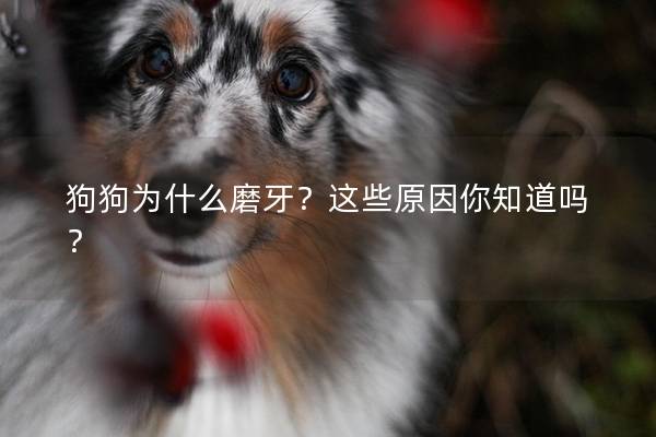 狗狗为什么磨牙？这些原因你知道吗？