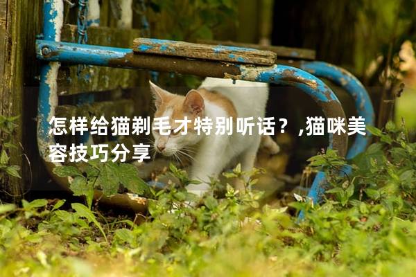 怎样给猫剃毛才特别听话？,猫咪美容技巧分享