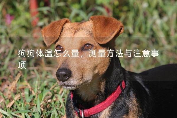 狗狗体温怎么量，测量方法与注意事项