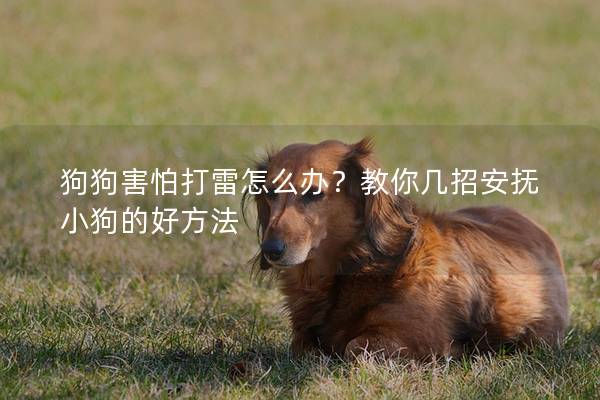 狗狗害怕打雷怎么办？教你几招安抚小狗的好方法