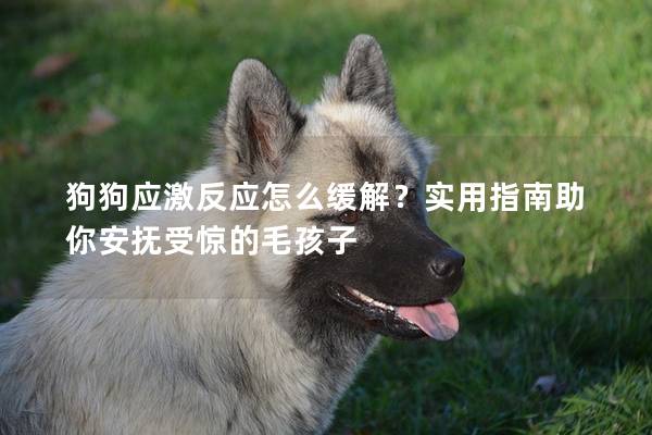 狗狗应激反应怎么缓解？实用指南助你安抚受惊的毛孩子