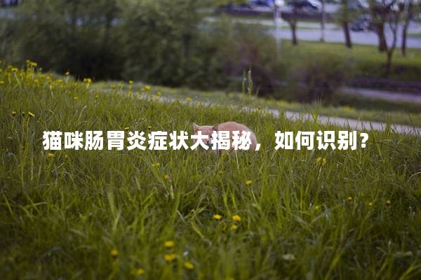 猫咪肠胃炎症状大揭秘，如何识别？