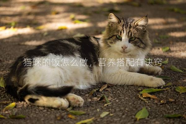 猫咪的饭怎么做，营养搭配有诀窍
