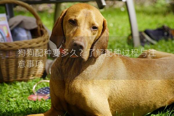 狗狗配种要多久？了解配种过程与注意事项