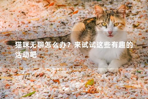 猫咪无聊怎么办？来试试这些有趣的活动吧