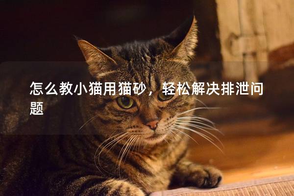 怎么教小猫用猫砂，轻松解决排泄问题