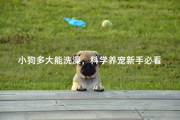 小狗多大能洗澡，科学养宠新手必看