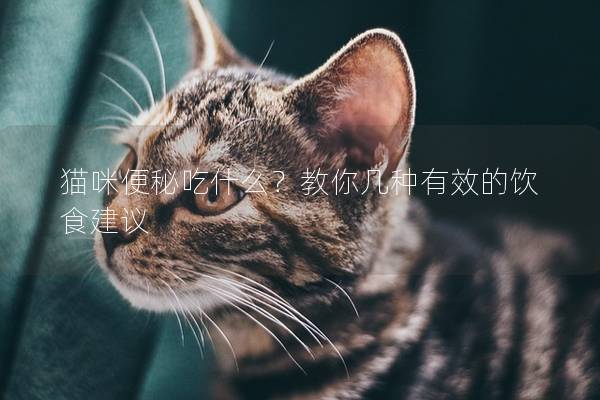猫咪便秘吃什么？教你几种有效的饮食建议