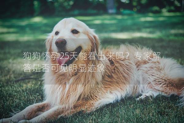 狗狗怀孕25天能看出来吗？专家解答是否可见明显迹象