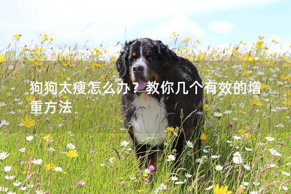 狗狗太瘦怎么办？教你几个有效的增重方法