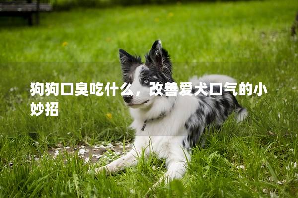 狗狗口臭吃什么，改善爱犬口气的小妙招