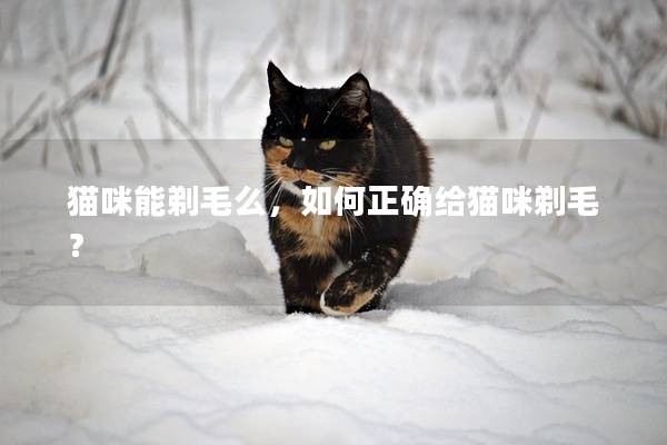 猫咪能剃毛么，如何正确给猫咪剃毛？