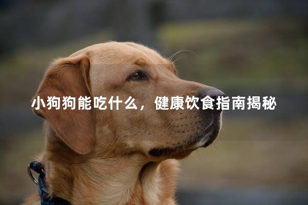 小狗狗能吃什么，健康饮食指南揭秘